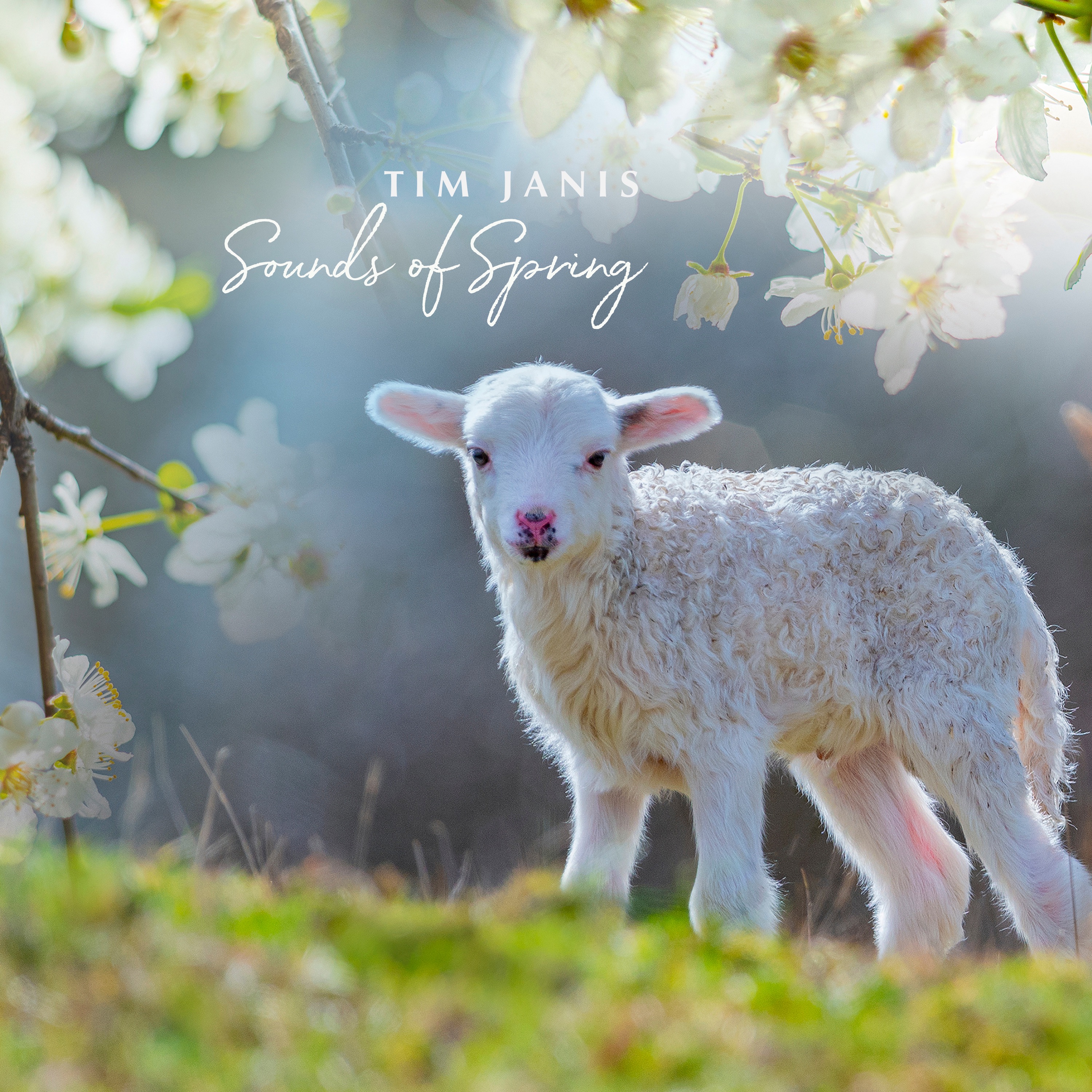 Tim Janis Sounds of Spring (2023) Tim Janis Sounds of Spring (2023)